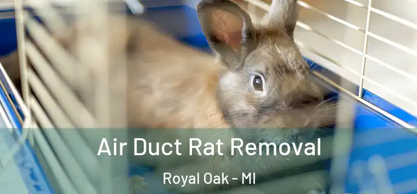  Air Duct Rat Removal Royal Oak - MI